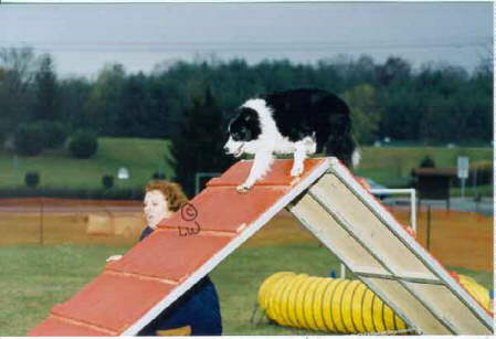 Jazz and Donna--Agility is Fun!